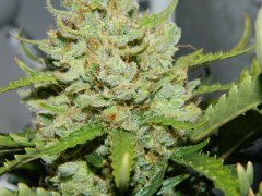 FastBuds