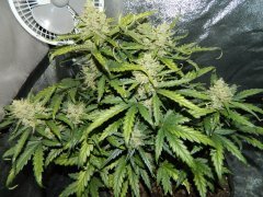 Green Crack 60дней