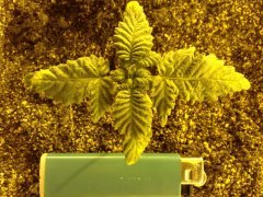 PECc8IosJh4