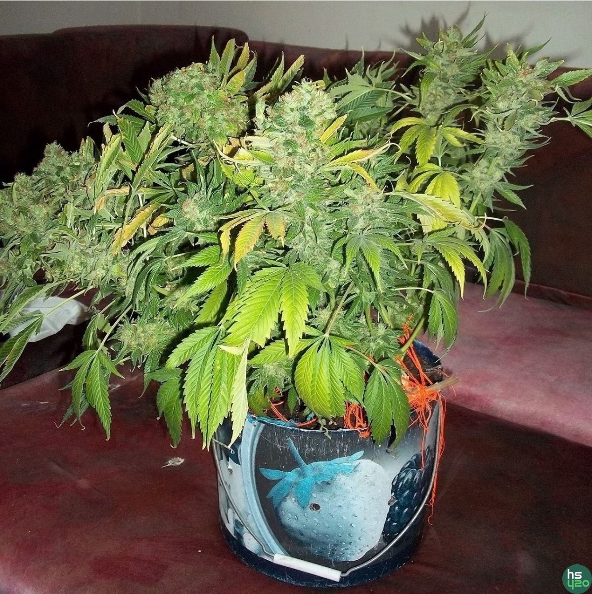 родное