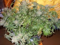 Critical Neville Haze fem2