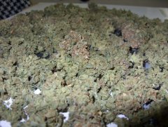 Critical Neville Haze fem5