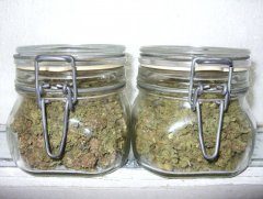 Critical Neville Haze fem6