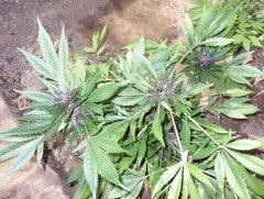 Taison auto fem ( Vip Seeds )