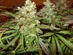 Amnesia Lemon fem (Barneys Farm)5
