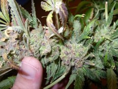 Critical Neville Haze fem3