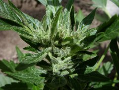 Ultraviolet auto fem2