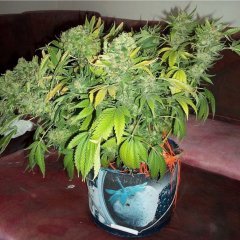 Safari Mix (Mandala Seeds)