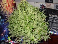 Amnesia Lemon fem (Barneys Farm)6