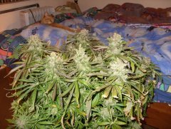 Amnesia Lemon fem (Barneys Farm)3